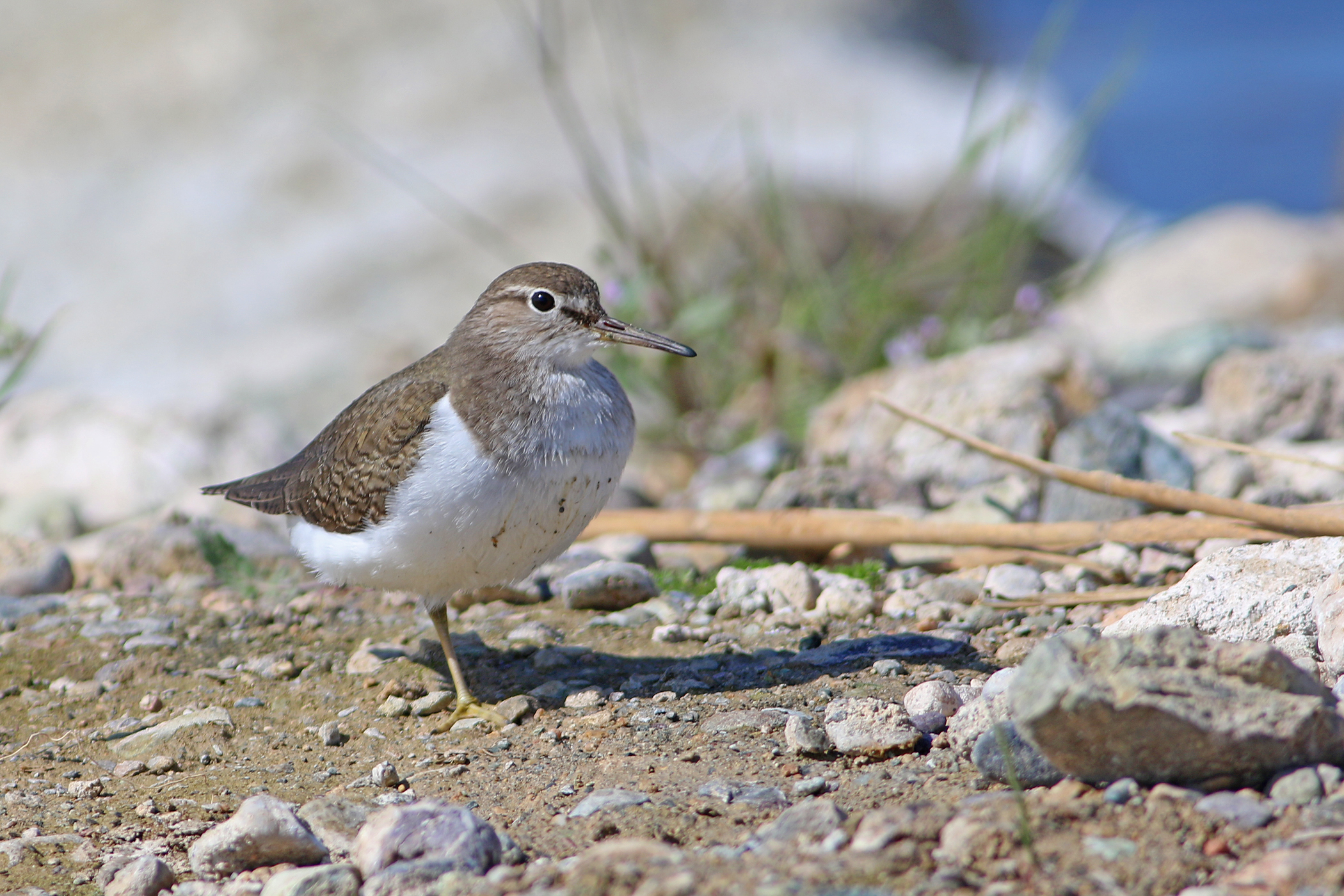 Common Sandpiper